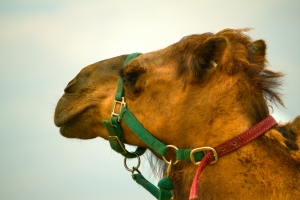 kansas-portrait-camel-399066-o